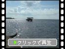 沖縄・西表島の美原海岸から由布島への水牛車遊覧