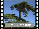 田沢湖畔の「蓬莱の松」
