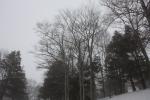 雪の森と冬木立