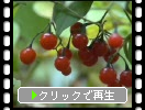 ヒヨドリジョウゴの赤い実
