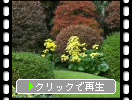 ツワブキの黄花と寺庭