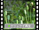 ナガミヒナゲシの緑の実
