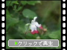 サルビア・ミクロフィラ・ホットリップスの花