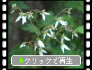 ユキノシタの花と葉