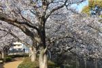 春満開の桜並木