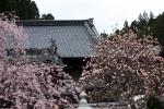 由布「了正寺」の枝垂桜とモクレン