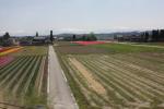 車窓から見た富山平野のチューリップ畑