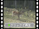 北海道知床の野生のエゾシカ