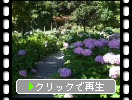 久留米・千光寺の「アジサイ園といろいろな紫陽花」