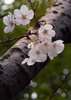 薄色の桜花
