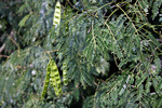 ネムノキの緑葉と莢と実