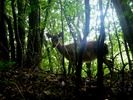 屋久島の野生鹿