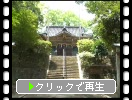 肥前・多久神社の古い大木「モミノキ」