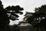松と小田原城の天守閣