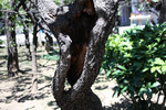 湯島天神の梅の老古木