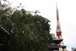 増上寺から東京タワー