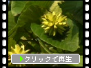 カンレンボクの黄緑色の実
