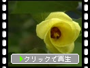 ハマボウの花