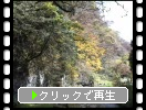 秋の帝釈峡、渓流と落葉
