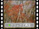 森の木立と黄葉・紅葉