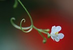フウセンカズラの蔓と花