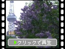 札幌・大通公園での青紫色のライラック