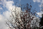 紅葉と落葉のナンキンハゼ