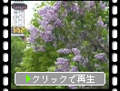 札幌の木「ライラック」の花