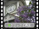 ライラックの花と「札幌・時計台」