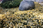 銀杏の落葉と庭石