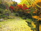 英彦山神宮の秋模様