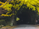 秋の「青の洞門」