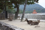 宮島・厳島神社の大鳥居と鹿