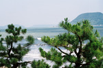 マツ越しに見る唐津の海