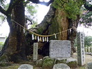 宇美八幡宮の大樟「衣掛の森」