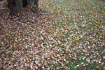 トウカエデの落葉の絨毯