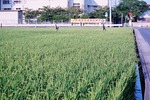 稲作風景
