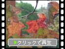 モミジバフウの紅葉と集合果