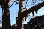 江ノ島「八坂神社」の「むすびの樹（御神木）」