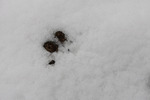 雪に覆われた木の実・種子