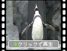 フンボルトペンギンの発声