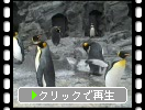 黄色が似合うキングペンギン