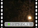 桧原桜公園の夜桜