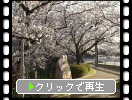 桧原桜公園の満開の桜と石碑