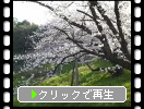 桧原桜公園の蓮根池と桜並木