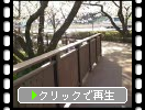 桧原桜公園の桜並木と青空