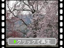 了正寺の本堂と枝垂れ桜