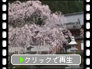 寺と満開の枝垂れ桜