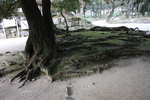 太宰府・観世音寺の広がる木の根