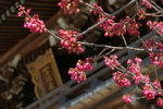 宮地嶽神社の寒緋桜